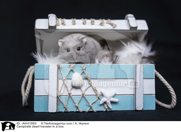Campbells dwarf hamster in a box / AH-01893