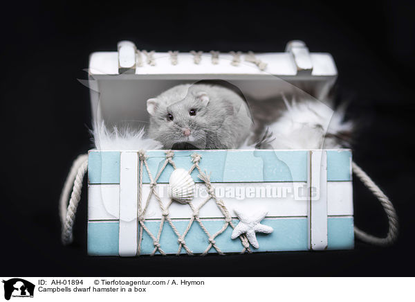 Campbells dwarf hamster in a box / AH-01894