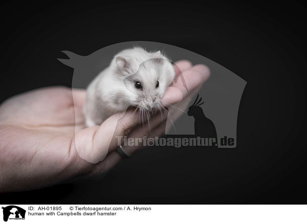 human with Campbells dwarf hamster / AH-01895