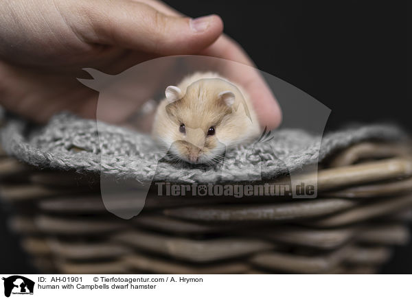 human with Campbells dwarf hamster / AH-01901