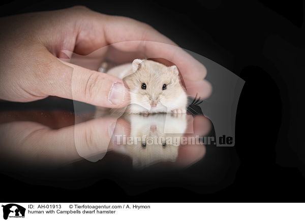 Mensch mit Campbell Zwerghamster / human with Campbells dwarf hamster / AH-01913