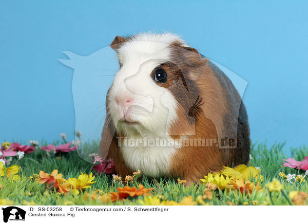 Crested Guinea Pig / SS-03258