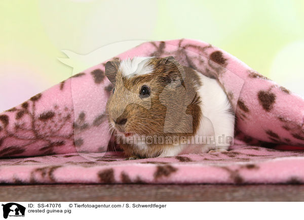 crested guinea pig / SS-47076