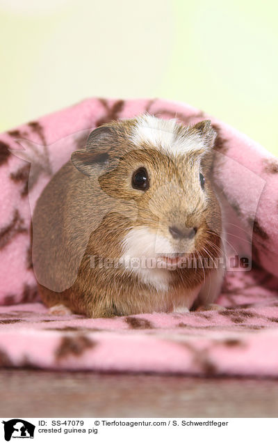 crested guinea pig / SS-47079