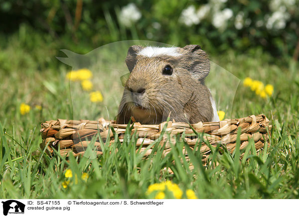 crested guinea pig / SS-47155