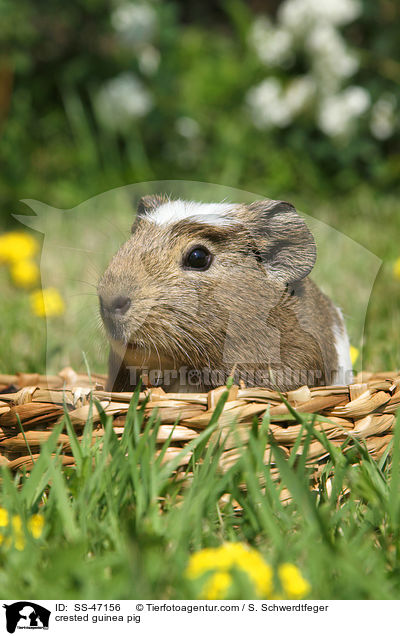 crested guinea pig / SS-47156