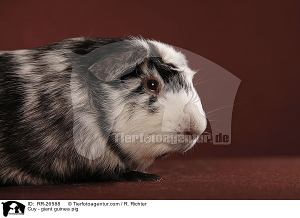 Cuy - giant guinea pig / RR-26588