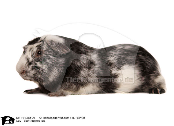 Cuy - giant guinea pig / RR-26599