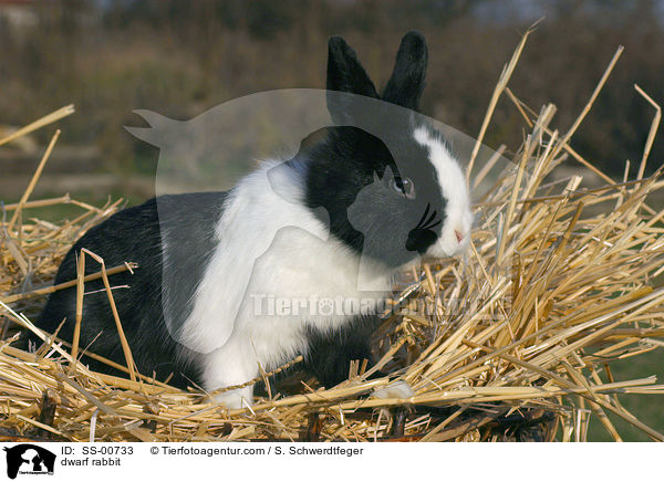 Zwergkaninchen / dwarf rabbit / SS-00733