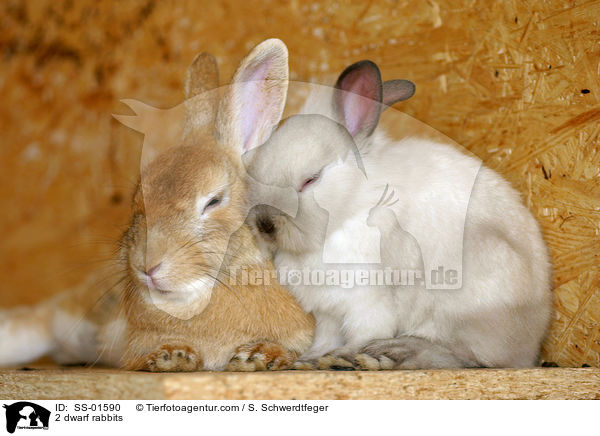2 Zwergkaninchen / 2 dwarf rabbits / SS-01590