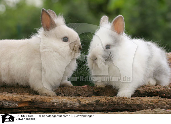 2 Zwergkaninchen / 2 dwarf rabbits / SS-01598