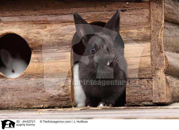 pygmy bunny / JH-02721