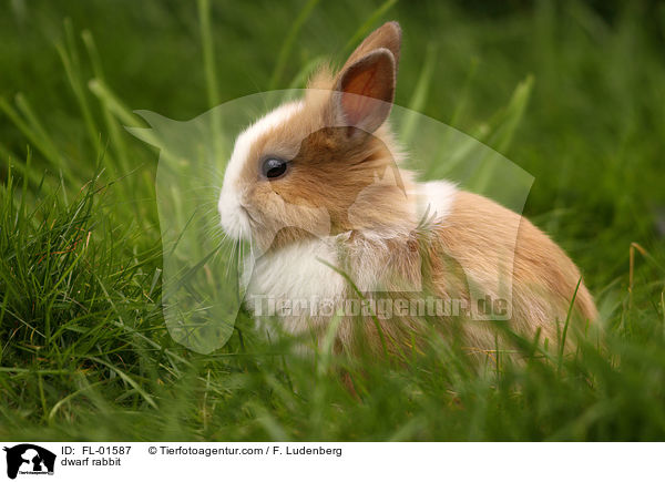 dwarf rabbit / FL-01587