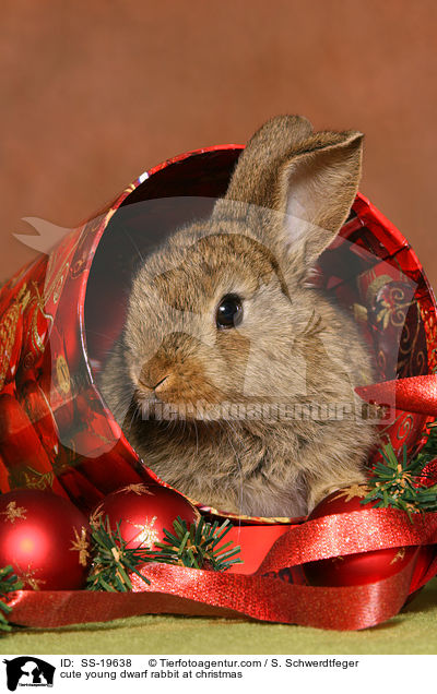 cute young dwarf rabbit at christmas / SS-19638