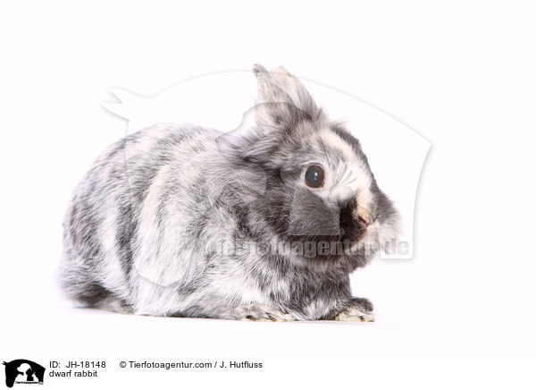 dwarf rabbit / JH-18148
