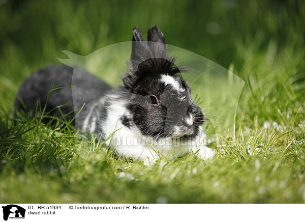 dwarf rabbit / RR-51934
