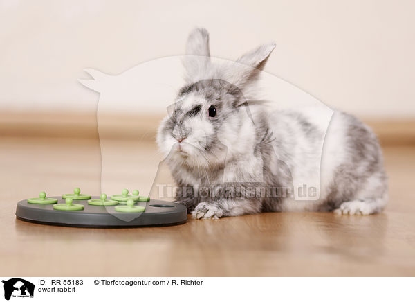 dwarf rabbit / RR-55183