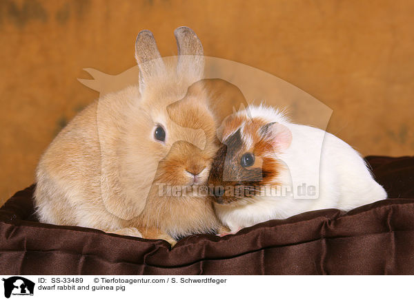 dwarf rabbit and guinea pig / SS-33489