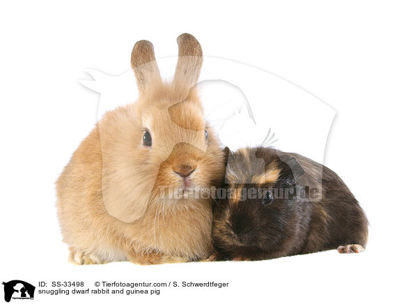 snuggling dwarf rabbit and guinea pig / SS-33498