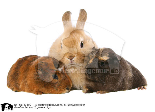 dwarf rabbit and 2 guinea pigs / SS-33500