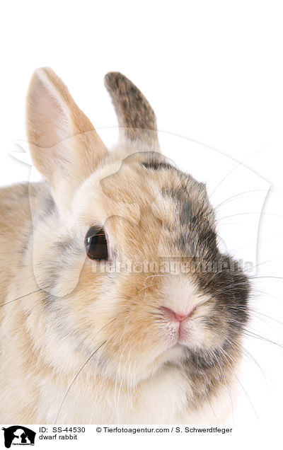 dwarf rabbit / SS-44530