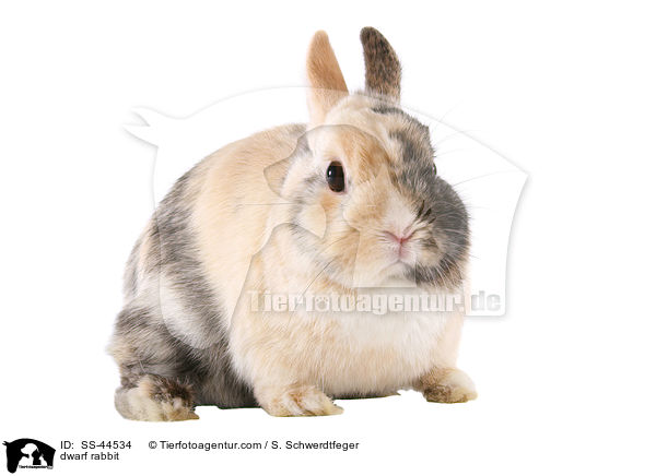 dwarf rabbit / SS-44534
