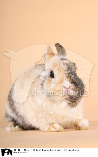 dwarf rabbit / SS-44537