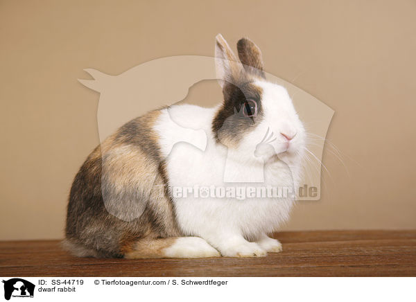 dwarf rabbit / SS-44719