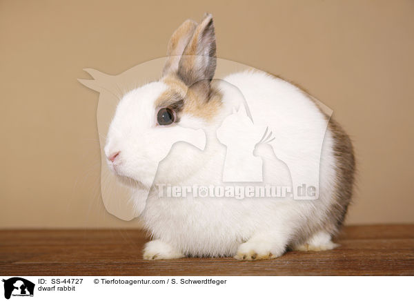 dwarf rabbit / SS-44727