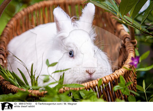 white dwarf rabbit / MW-07450