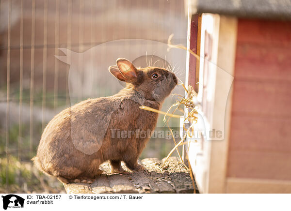 Zwergkaninchen / dwarf rabbit / TBA-02157