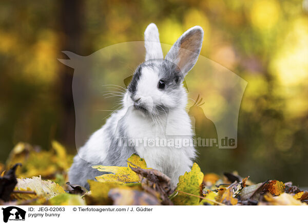 Zwergkaninchen / pygmy bunny / JEG-02063