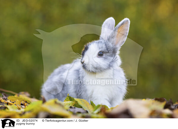 pygmy bunny / JEG-02074