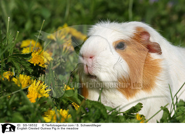 English Crested Guinea Pig in the meadow / SS-18532