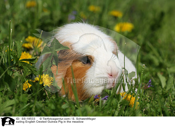 eating English Crested Guinea Pig in the meadow / SS-18533