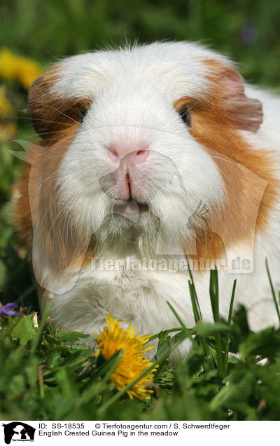 English Crested Guinea Pig in the meadow / SS-18535