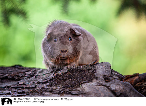 English Crested guinea pig / MW-07468