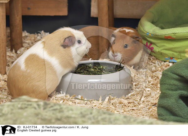 English Crested guinea pig / KJ-01734