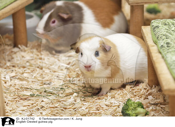 English Crested guinea pig / KJ-01742