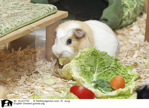 English Crested Meerschweinchen / English Crested guinea pig / KJ-01747