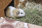 English Crested guinea pig