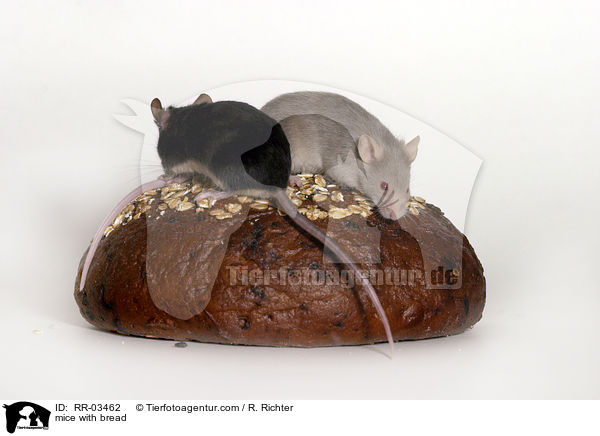 Farbmuse auf Brot / mice with bread / RR-03462