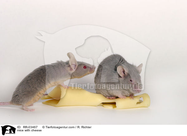 mice with cheese / RR-03467