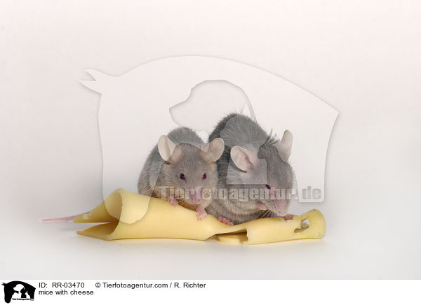 mice with cheese / RR-03470