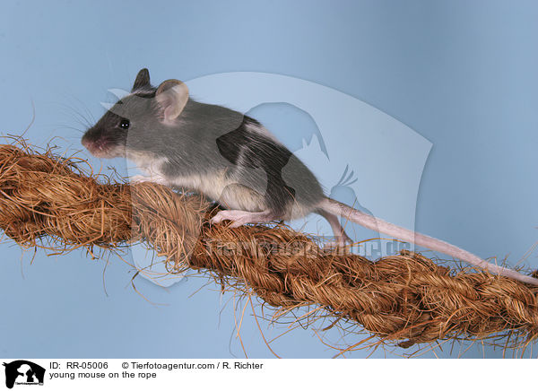 young mouse on the rope / RR-05006