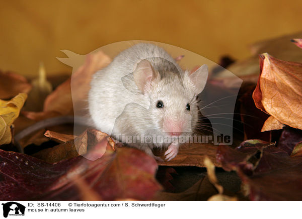 mouse in autumn leaves / SS-14406