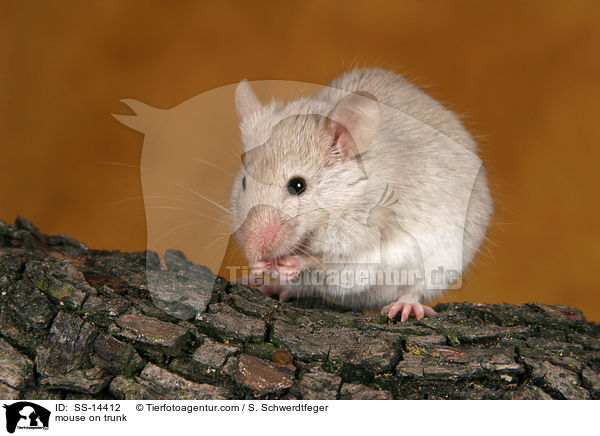 mouse on trunk / SS-14412