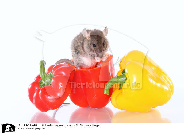 rat on sweet pepper / SS-34946