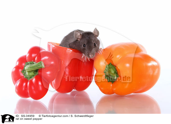rat on sweet pepper / SS-34959