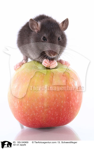 rat on apple / SS-34969
